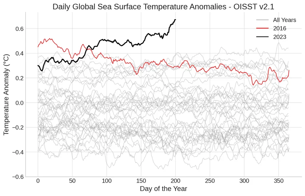 Graph showing 2023 SST temperature anomaly to-date trending well above 2016. 
